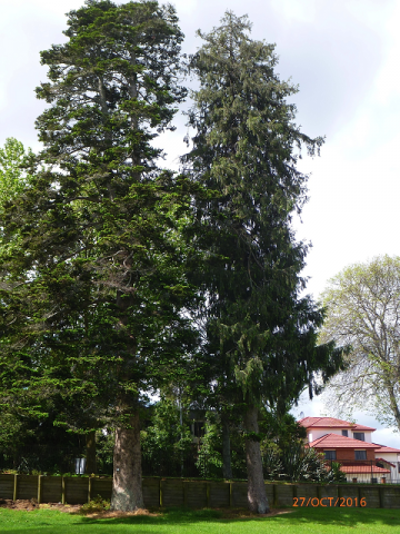 Momi fir and Himalyan spruce- Cambridge Tree Trust